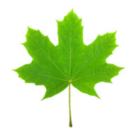 green leaf, canada symbol, on a white background, a lot of details, stock photo